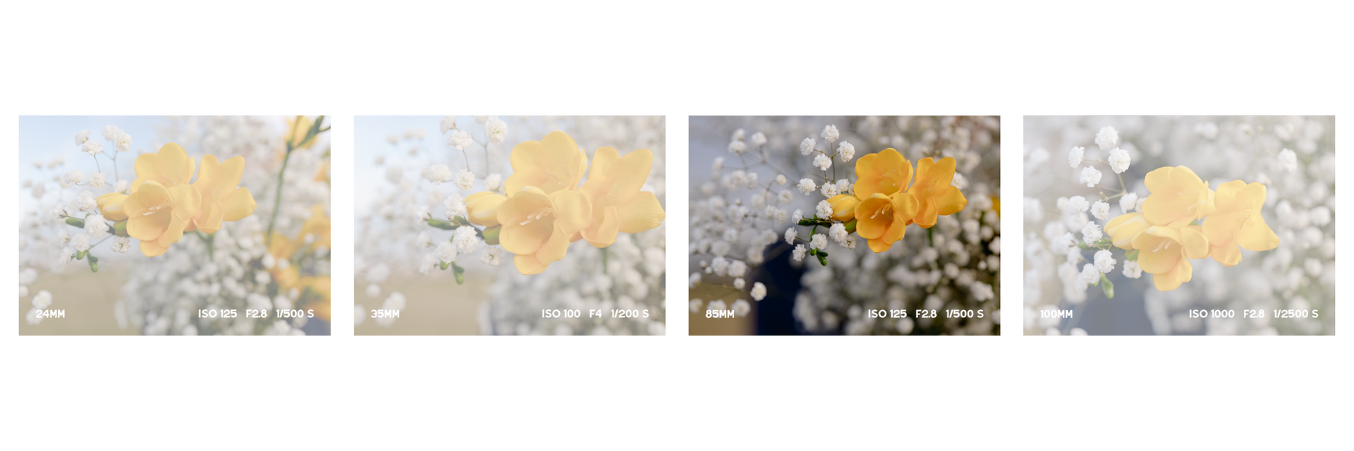 The Ultimate Canon Macro Lens Comparison Guide