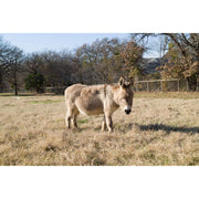 Sigma BF Mirrorless Camera