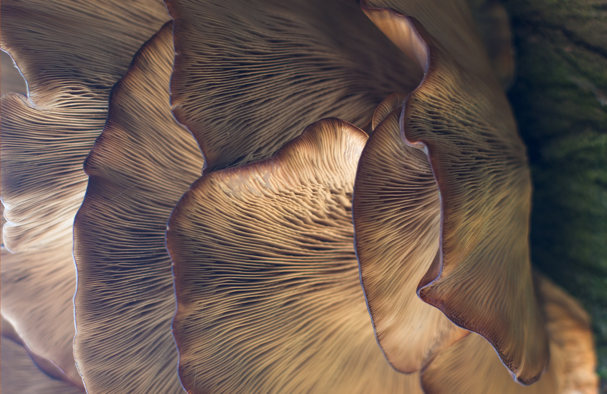 Explore unseen worlds