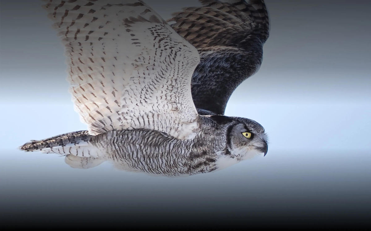 Focus Stacking