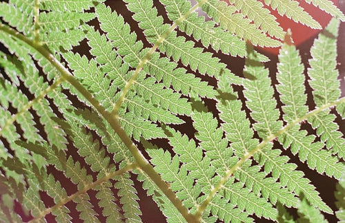 Film Washi X - ISO 100 / 21° - Maskless Color 135 Film