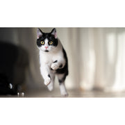 Canon EOS C50 Body Only