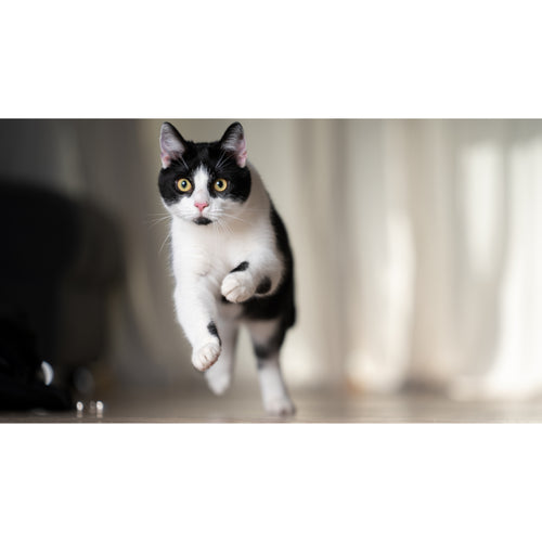 Canon EOS C50 Body Only