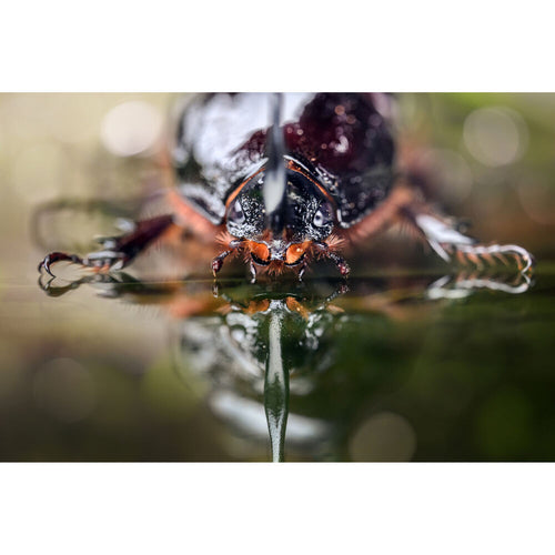 Laowa 100mm f/2.8 Tilt-Shift 1x Macro Lens