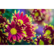 Laowa 100mm f/2.8 Tilt-Shift 1x Macro Lens