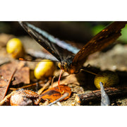 Laowa 55mm f/2.8 Tilt-Shift 1x Macro Lens