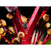 Laowa 90mm f/2.8 2x Ultra Macro APO Lens for Micro Four Thirds