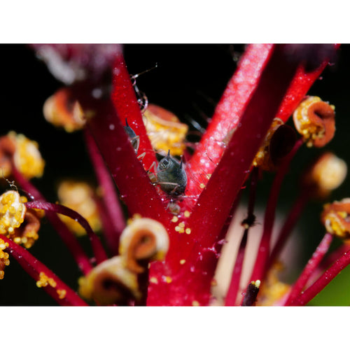 Laowa 90mm f/2.8 2x Ultra Macro APO Lens for Micro Four Thirds