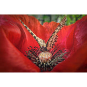 Laowa 15mm f/4.5 Macro Lens (Auto-Aperture)