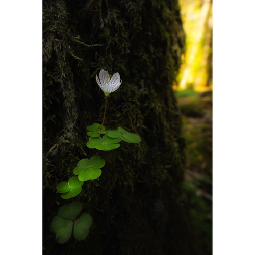 Laowa 15mm f/4.5 Macro Lens (Auto-Aperture)
