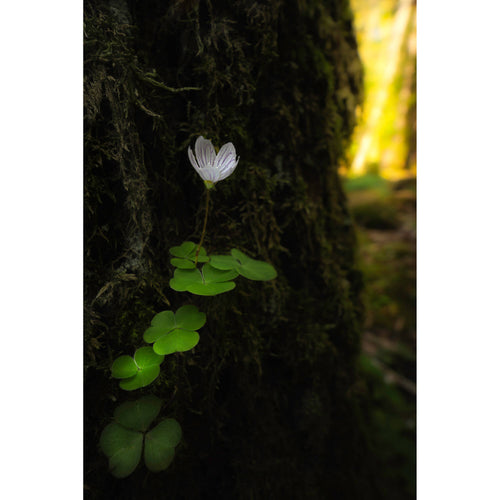 Laowa 15mm f/4.5 Macro Lens