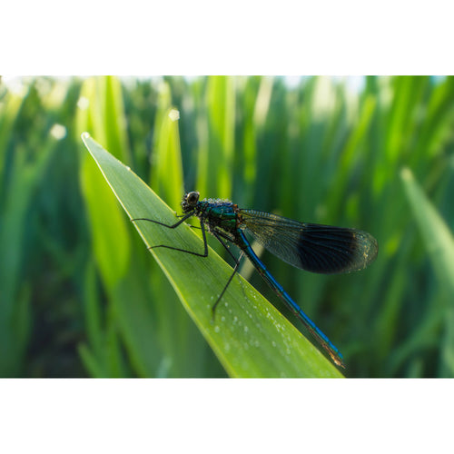 Laowa 15mm f/4.5 Macro Lens