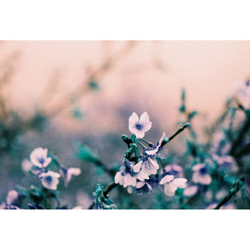Lomography LomoChrome Turquoise Colour Negative Film (35mm Roll Film, 36 Exposures)