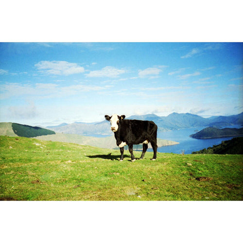 Lomography 100 Colour Negative Film (35mm Roll Film, 36 Exposures, 3 Pack)
