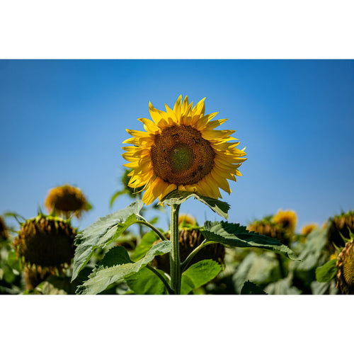 Leica SL3-S Kit with 24-70mm f/2.8 and 70-200mm f/2.8 Lens