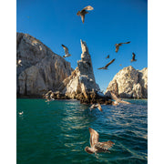 Leica D-Lux 8 Digital Camera