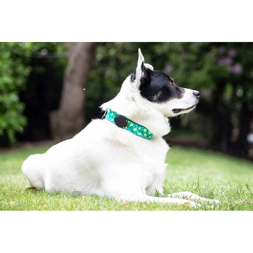 Elevation Lab TagVault: Pet for AirTag