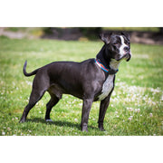 Elevation Lab TagVault: Pet for AirTag