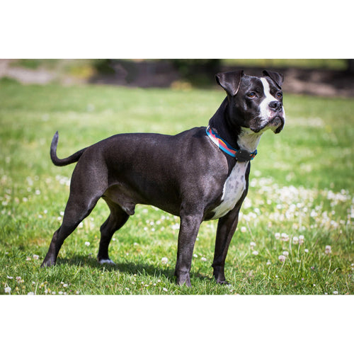 Elevation Lab TagVault: Pet for AirTag