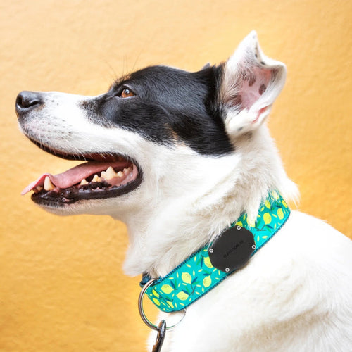 Elevation Lab TagVault: Pet for AirTag - Glow in the Dark - 2 Pack