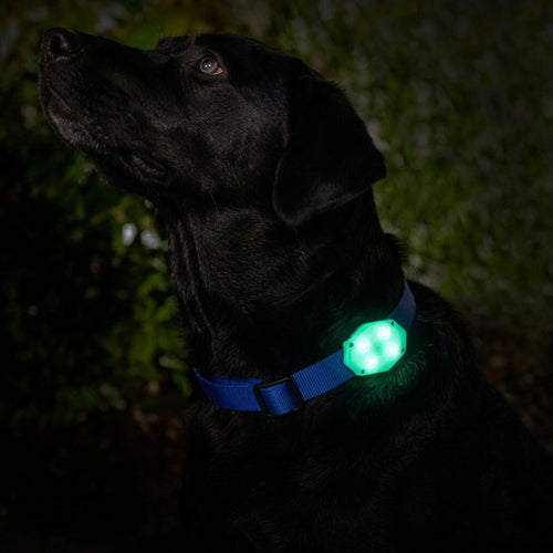 Elevation Lab TagVault: Pet for AirTag - Glow in the Dark - 2 Pack