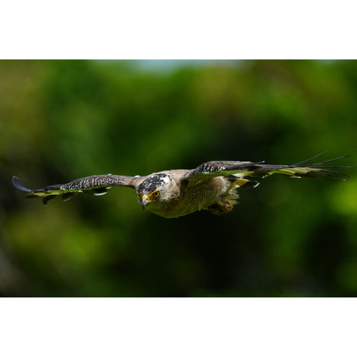 Sony A1 II with FE 28-70mm f/2 GM Lens