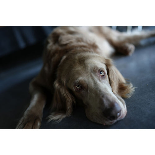 Sony a7C II (Silver) with 20-70mm f/4 G Lens