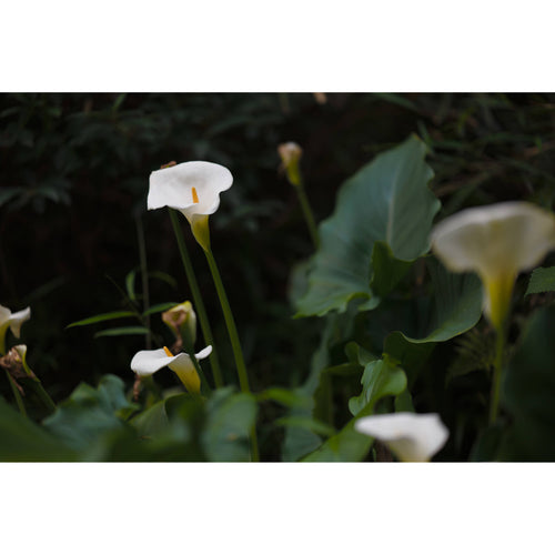 Sigma 85mm f/1.2 DG Art Lens