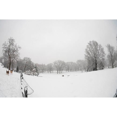 Sigma 15mm f/1.4 Fisheye DG DN Art Lens (Leica L)