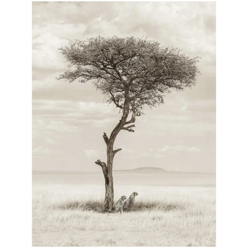 Ilford / Tecco FineArt Rag 24
