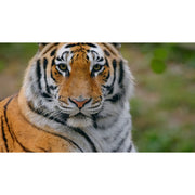 SanDisk Extreme Pro 256GB 300MB/s UHS-II C10 V90 Card