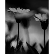 Nikon NIKKOR Z 70-200mm f/2.8 VR S II Lens