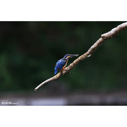 Canon EOS R6 Mark III Body Only