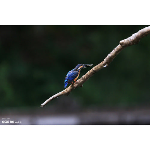 Canon EOS R6 Mark III Body Only