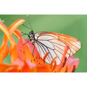 Panasonic Lumix S 100-500mm f/5-7.1 O.I.S Lens