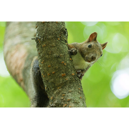 Panasonic Lumix S 100-500mm f/5-7.1 O.I.S Lens