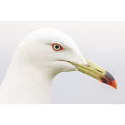 Panasonic Lumix S 100-500mm f/5-7.1 O.I.S Lens