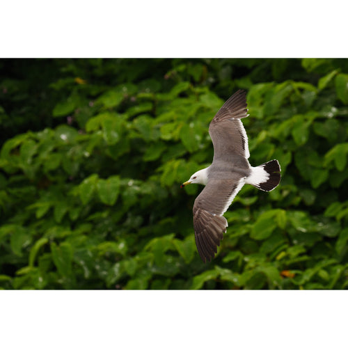 Panasonic Lumix S 100-500mm f/5-7.1 O.I.S Lens