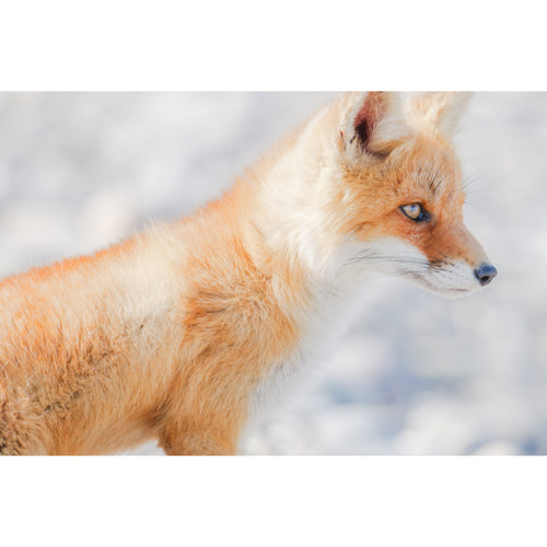Panasonic Lumix S 100-500mm f/5-7.1 O.I.S Lens