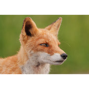 Panasonic Lumix S 100-500mm f/5-7.1 O.I.S Lens