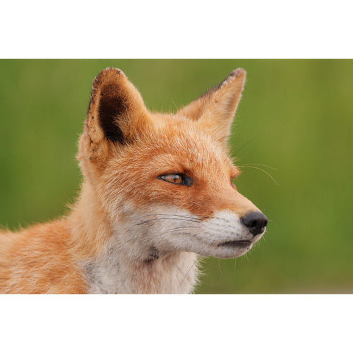 Panasonic Lumix S 100-500mm f/5-7.1 O.I.S Lens