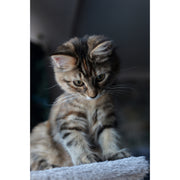 Panasonic Lumix S 40mm f/2 Lens