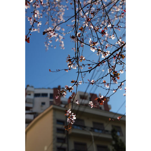 Panasonic Lumix S 40mm f/2 Lens