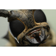Sony FE 100mm f/2.8 GM Macro OSS Lens