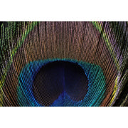 Sony FE 100mm f/2.8 GM Macro OSS Lens
