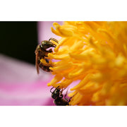 Sony FE 100mm f/2.8 GM Macro OSS Lens
