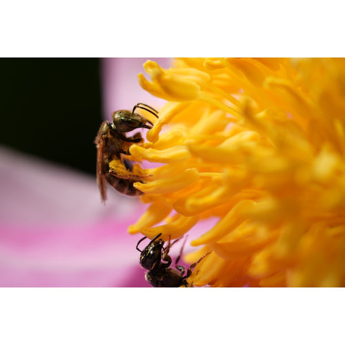 Sony FE 100mm f/2.8 GM Macro OSS Lens