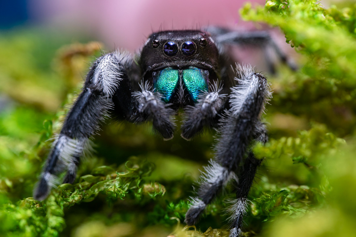2x Macro