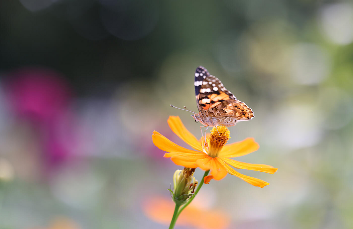 Fast, quiet AF for macro magic