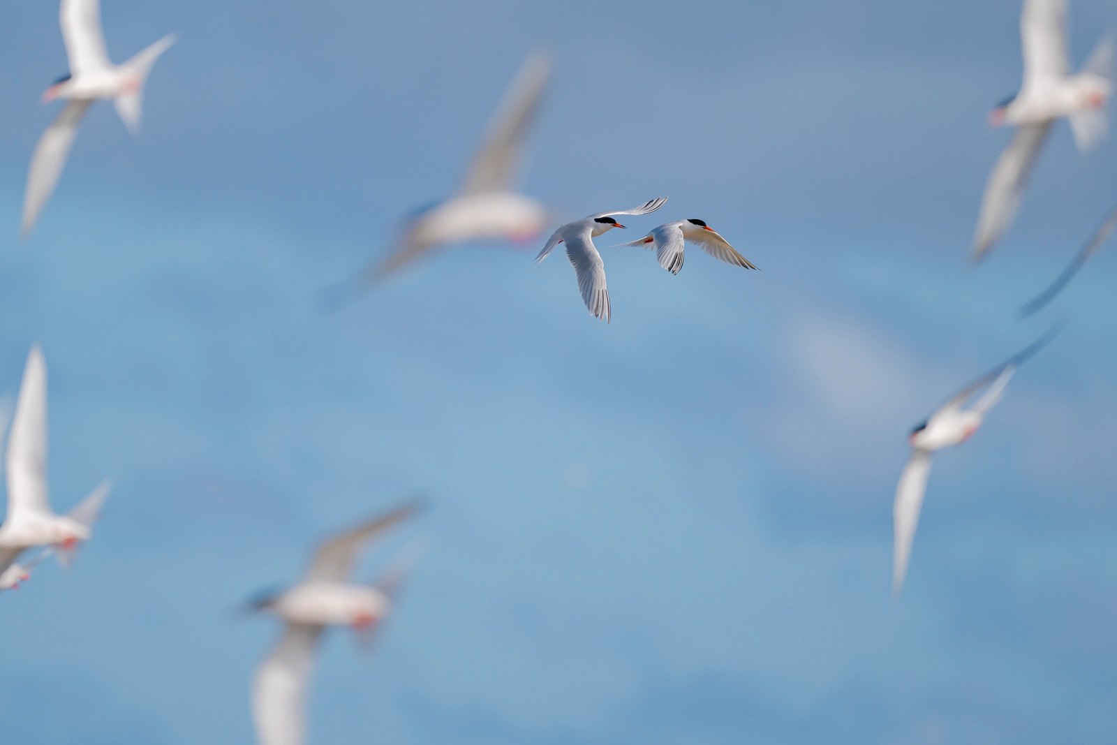 Captured with the Sigma FP2 by Tanaka Masami